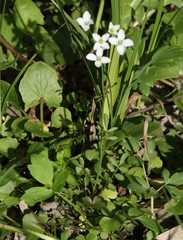 Cardamine pratensis matthioli