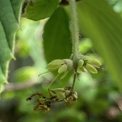 Corylopsis spicata