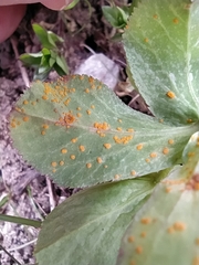 Melampsora helioscopiae