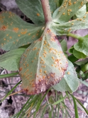 Melampsora helioscopiae