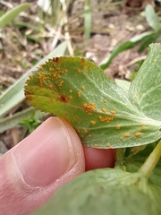 Melampsora helioscopiae