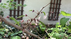 Cercis glabra