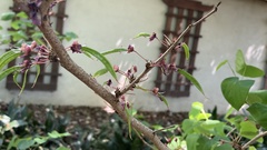 Cercis glabra