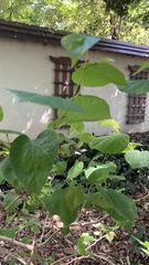 Cercis glabra