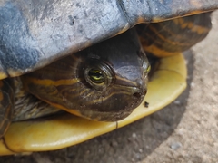 Trachemys grayi grayi