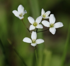 Cardamine pratensis matthioli