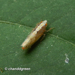 Scaphoideus coniceus