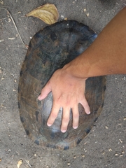Trachemys grayi grayi