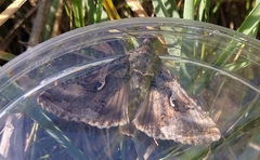 Autographa gamma