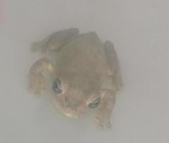 Osteopilus dominicensis