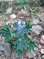 Lupinus micranthus