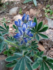 Lupinus micranthus