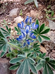 Lupinus micranthus