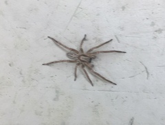 Araneae