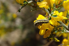 Heterogynis penella