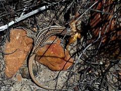 Pedioplanis burchelli