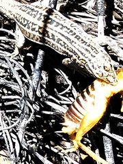 Pedioplanis burchelli