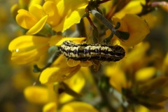 Heterogynis penella