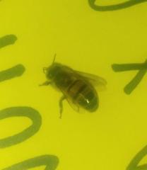 Apis mellifera