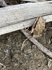 Pseudacris hypochondriaca