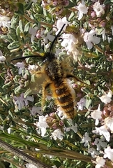 Dasyscolia ciliata