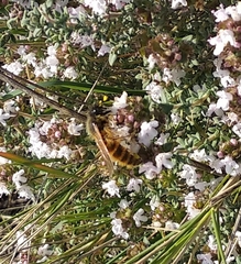 Dasyscolia ciliata