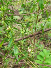 Baccharis dracunculifolia