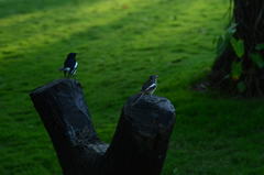 Copsychus albospecularis