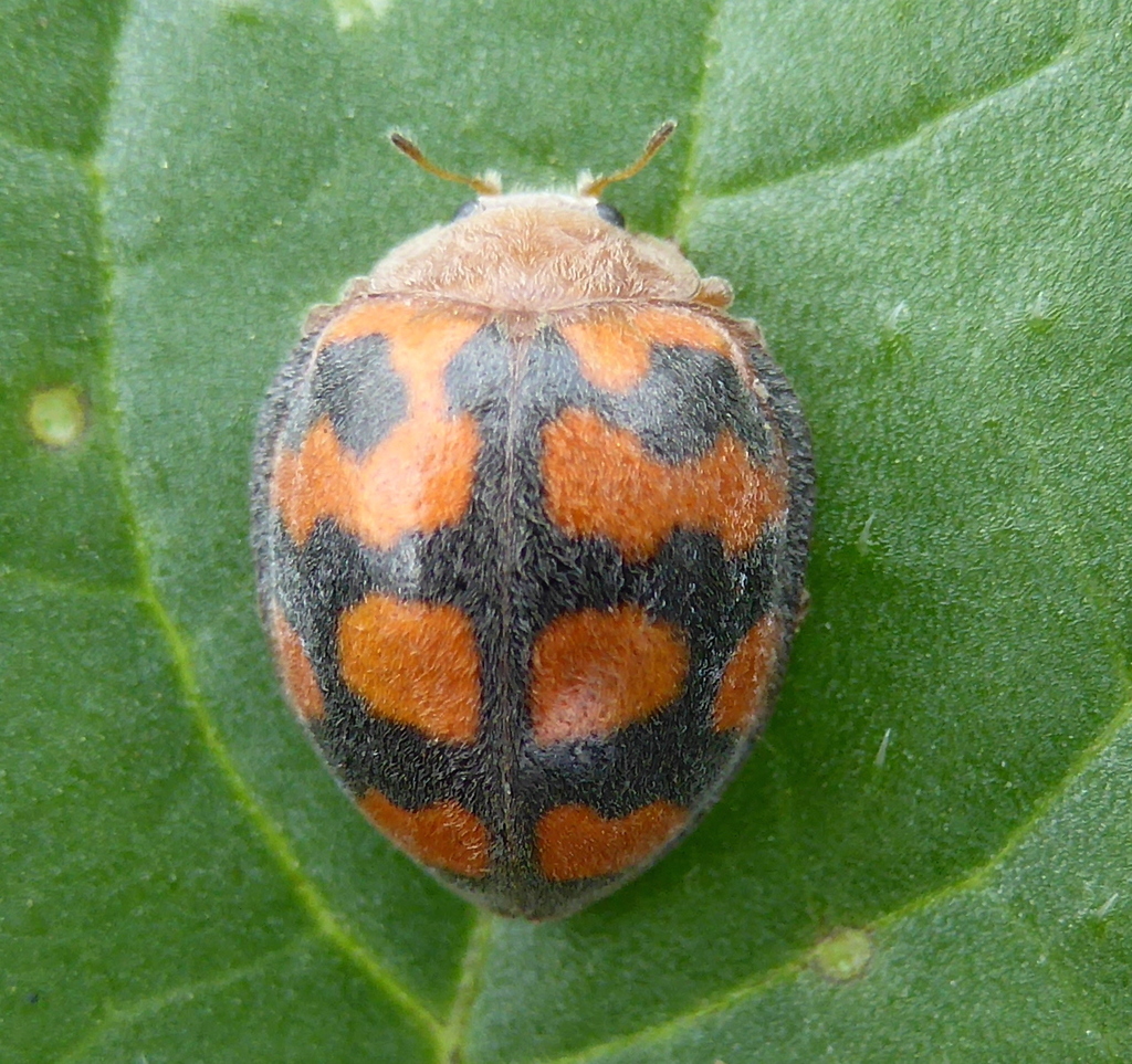 Chnootriba hirta