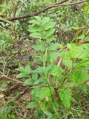 Campomanesia xanthocarpa