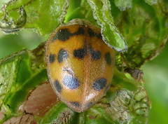 Chnootriba hirta