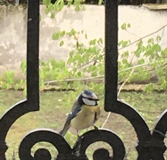 Cyanistes caeruleus