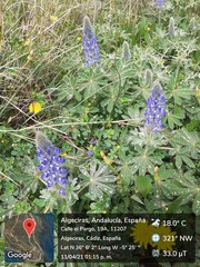 Lupinus micranthus