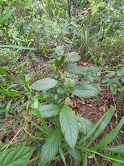 Frangula sphaerosperma