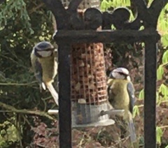 Cyanistes caeruleus