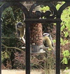Cyanistes caeruleus