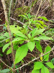 Vassobia breviflora
