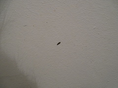 Mompha subbistrigella