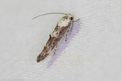 Mompha murtfeldtella