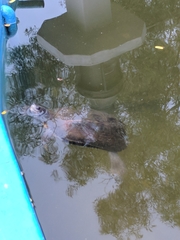 Melanochelys trijuga