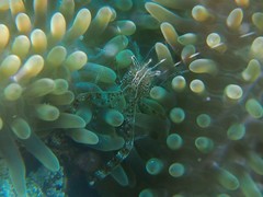 Periclimenes rathbunae