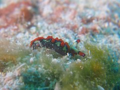 Thuridilla picta