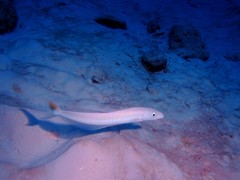 Malacanthus plumieri