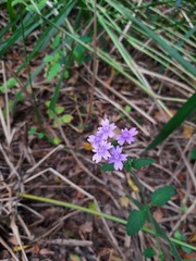 Verbena hirta