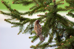 Passer domesticus