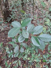 Psidium cattleyanum