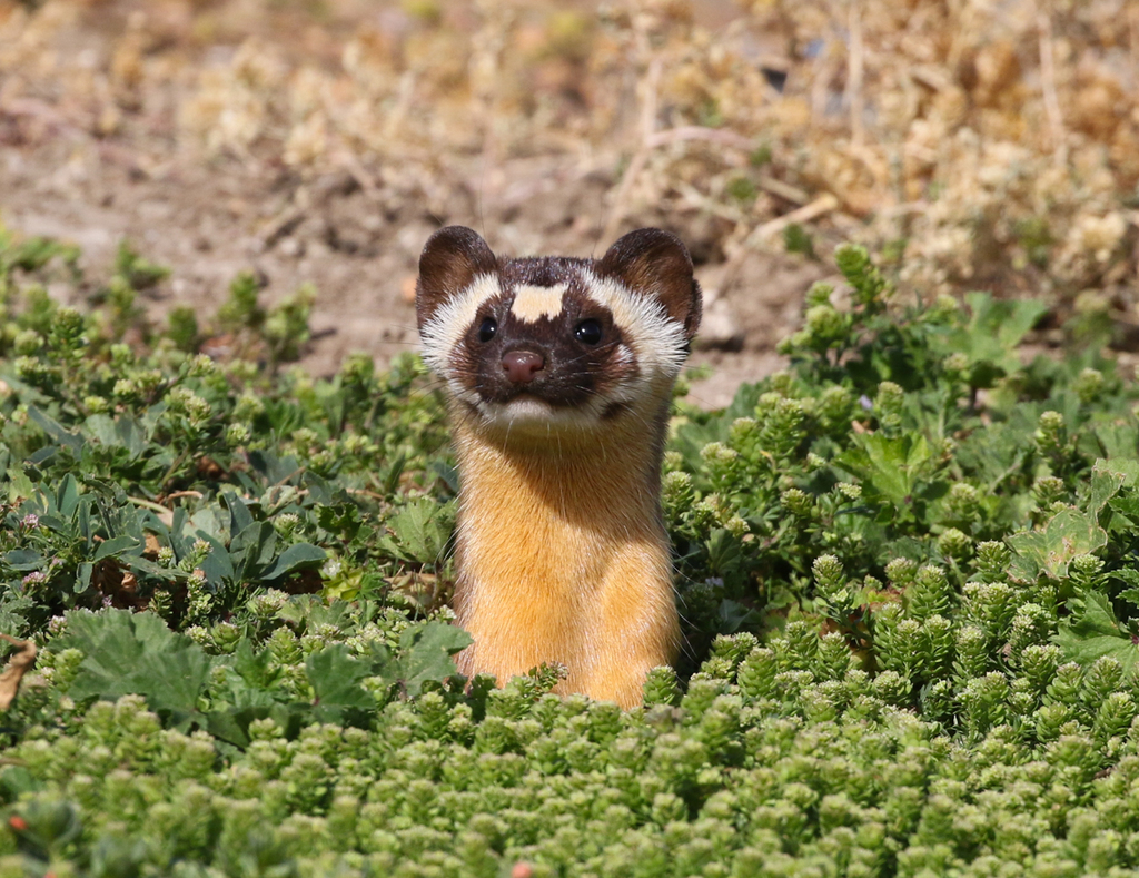Neogale frenata (Long-tailed Weasel) | California Species Project