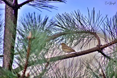 Anthus trivialis
