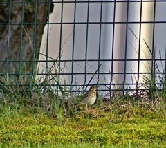 Anthus trivialis