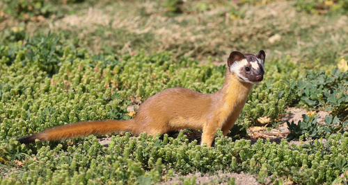 Long-tailed Weasel, photo 5 of 9